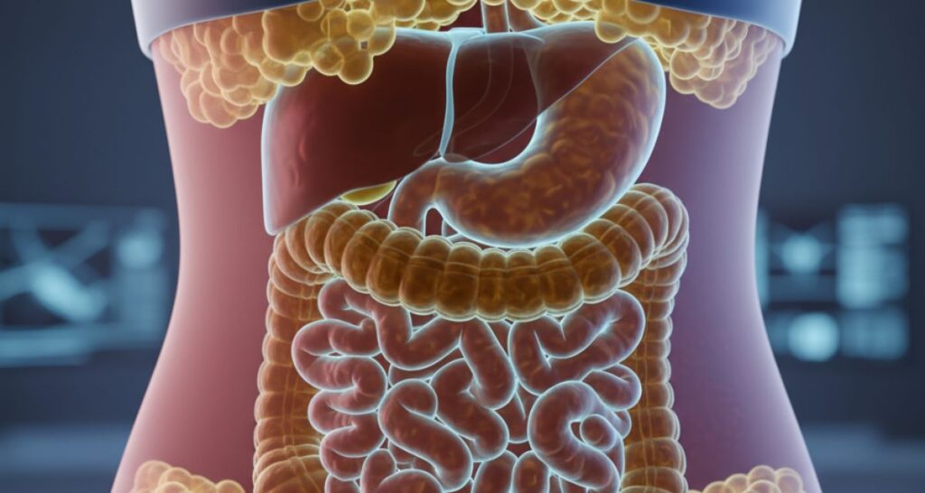 how-alcohol-causes-belly-fat-and-affects-fat-metabolism